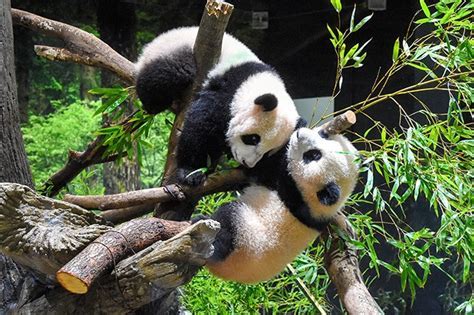 上野動物園 駐車場 おすすめ そして、なぜパンダは駐車場で瞑想するのか？